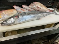 さわらは春の魚と思われがちですが。
秋から冬にも美味しく、むしろ脂ののりもよくベストシーズンです。
魚体  3kg～5kg以下の特大サイズ
漁法「定置網」
産地「宮城県 石巻」
参考価格 1kg/6000円～