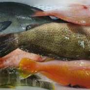 魚介類は、高知県産の地魚を中心に使用。須崎湾の九石大敷組合からは、脱血と神経締めにこだわったお魚を仕入れております。お野菜は地元の湘南野菜を中心に、全国各地から季節の味わいが様々。こだわりの鉄板料理で