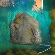 店内いけすには活きのいい魚やイカ、タコ。漁師仲間から仕入れているので鮮度抜群です。水槽から揚げてすぐに捌いた『活たこ』『活いか』は大好評です。