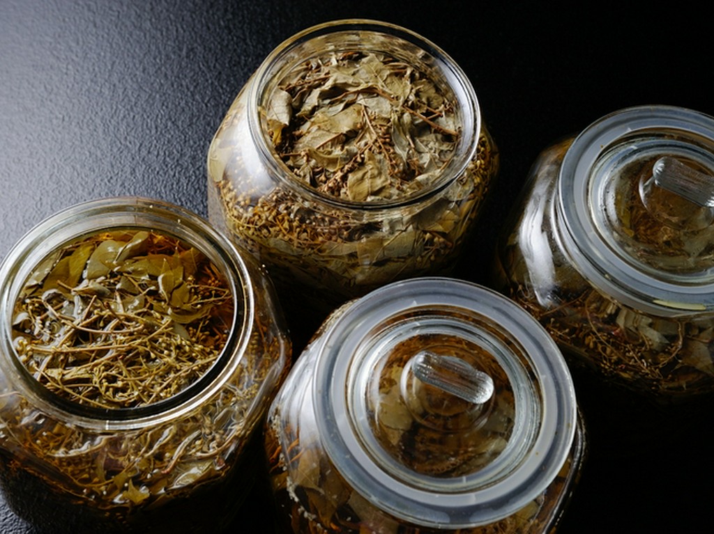 縄文人が食べていた山の恵み