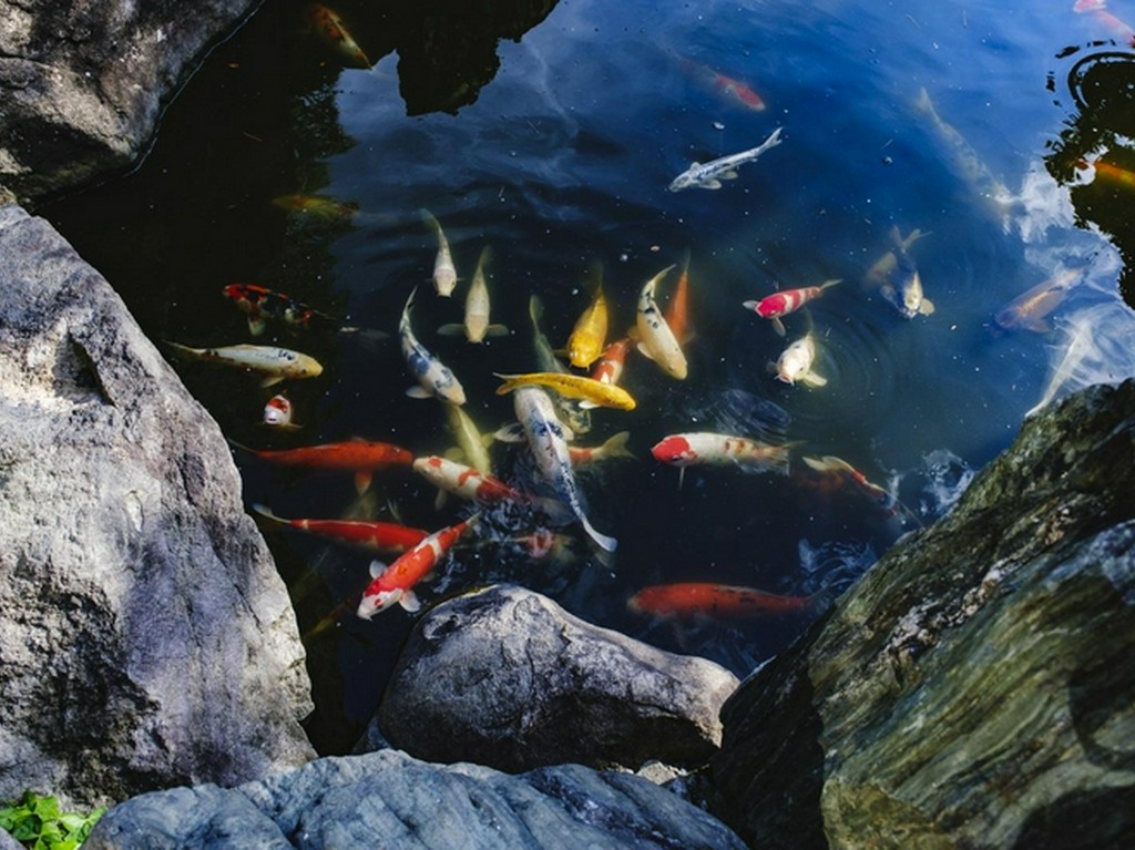 日本庭園