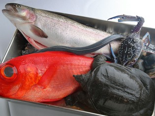 「駿河湾」「浜名湖」「御前崎」の豊かな海の幸