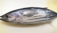 ・刺身:1300円~
・タタキ:1430円~
・なめろう:820円~
・ゴマ油漬:920円~
・土佐巻:1230円~