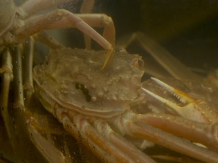 北陸から生きたまま直送された、旬で最も美味しい「蟹」を提供