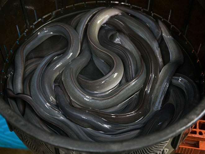 食材にこだわっている