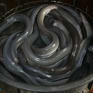 サラリーマン時代から親交のある、愛知県や高知県の問屋から生きた「うなぎ」を送ってもらっています。新鮮で上質な「うなぎ」を入荷できるのは、長年の信頼関係があるからこそ。こだわりの食材をご満喫あれ。