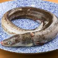 店主の独自ルートにより、貴重な食材を仕入れ。瀬戸内で採れる絶品の伝助穴子・鯛・鱧、金沢港に水揚げされるノドグロ・カニなどの北陸の旬魚介、加賀蓮根や金時草などの雅な加賀野菜など、逸品素材ばかりです。