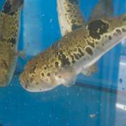 蟹はロシア産やカナダ産、その時々で1番良いものを厳選して仕入れています。フグは身ののった1kg以上のものを、こちらも厳選して仕入れ。お店の水槽に放ち、ご注文を頂いてから捌いています。