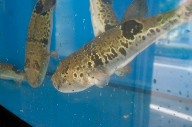 食材にこだわっている