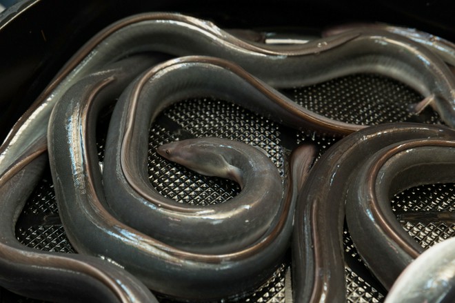 食材にこだわっている