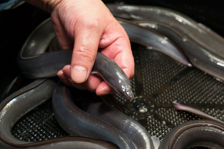 信頼する業者から仕入れて、元気にしてから鰻を捌く