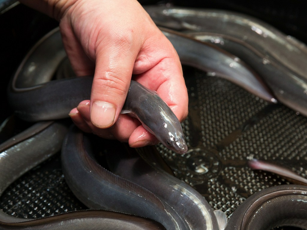 信頼する業者から仕入れて、元気にしてから鰻を捌く