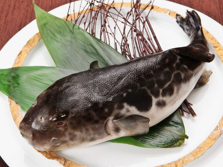 海がないエリアで育つ、新たな名産品「飛騨とらふぐ」