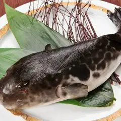 海がないエリアで育つ、新たな名産品「飛騨とらふぐ」