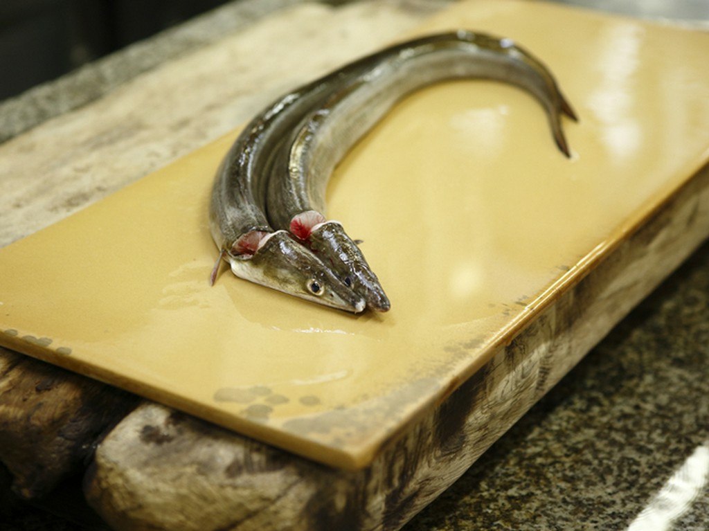 鱧づくしの主役は、淡路島から浜締めで運ばれる天然の鱧