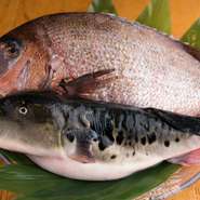 淡路島出身の店主は、幼い頃から地元の新鮮な魚を味わってきました。そのおいしさを伝えたいと、活きのいい魚が水揚げされたときは淡路島から直送してもらっています。新鮮な魚を使った料理は、どれも絶品です。				