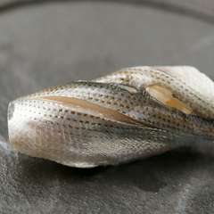 赤酢ですっきりとシメた『小肌の握り』