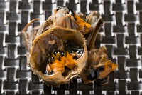 10月頃から旬を迎える雌の上海蟹の魅力は内子。活けのまま甕出しの紹興酒に5～6日かけて漬け込み、カラスミのようなまったりとした旨みのある内子に。まさに上海蟹の醍醐味のひとつ。コースとは別に追加注文が可能。