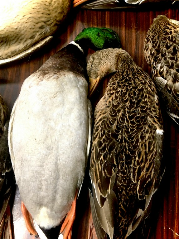 ジビエの仕入れにこだわり、信頼のおける猟師に細かく注文