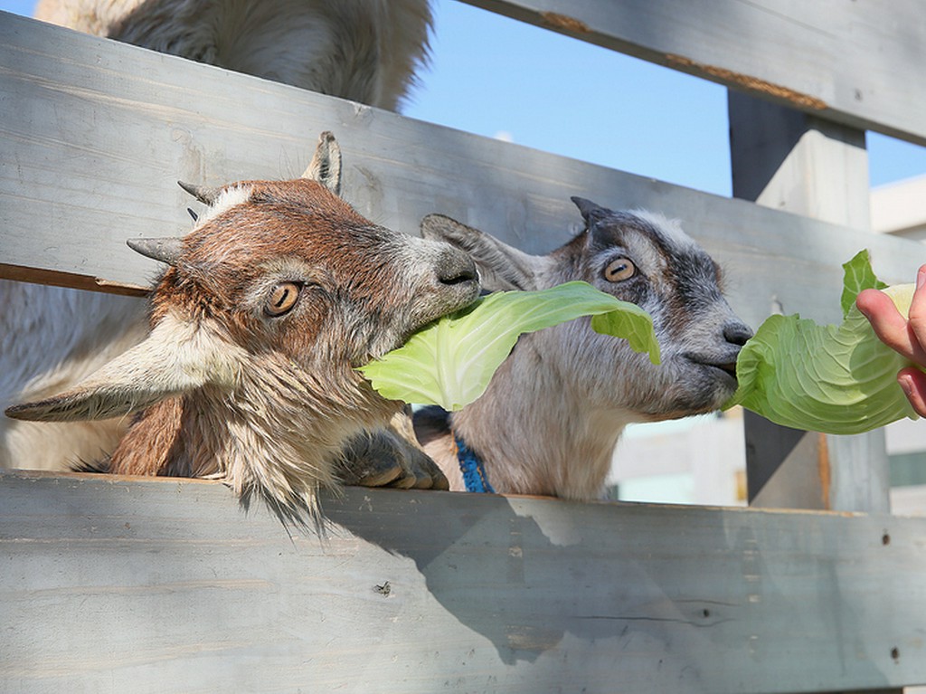 親子のヤギと戯れたり記念日プレートも注文できるデートスポット