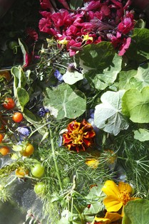 色とりどりのハーブ