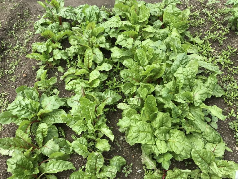 無農薬野菜と瀬戸内海の鮮魚を使用したこだわりの料理を堪能