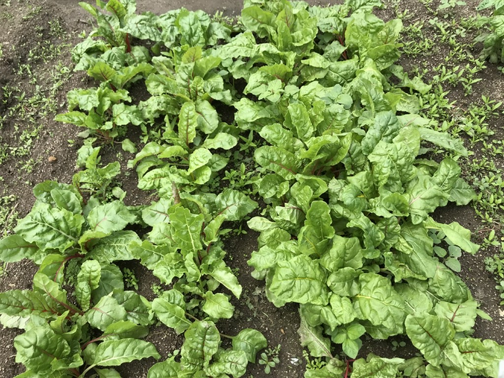 無農薬野菜と瀬戸内海の鮮魚を使用したこだわりの料理を堪能