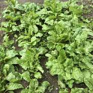 実家の畑で無農薬で育てられた野菜や瀬戸内海の漁師による鮮魚を提供しています。栄養価の高い無農薬と一緒に素材の美味しさを堪能してください。