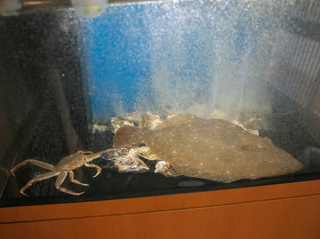 オーダーを受けるごとに、いけすから取り出される活魚・活貝