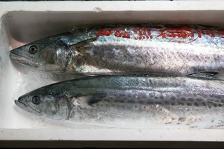 質にはこだわりつつも、地場産だけに固執しない魚介類