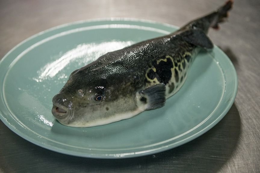 天然もののトラフグは、東京の料亭にも卸す一級品