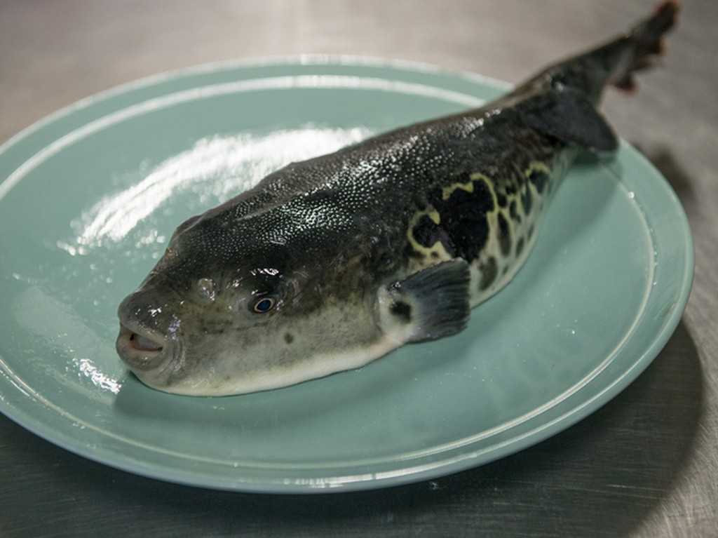 天然もののトラフグは、東京の料亭にも卸す一級品