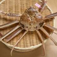 春のワタリガニ、夏の毛ガニ、冬のタラバガニなど、カニは年間通して登場。この日は兵庫柴山港の「ズワイガニ」。自分で市場へ行き、サイズや張りなどをチェックします。大きく足を開いているのが鮮度の証です。