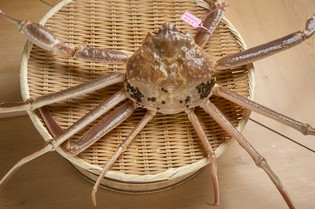 自らの目で鮮度と質を確かめる冬の主役『ズワイガニ』