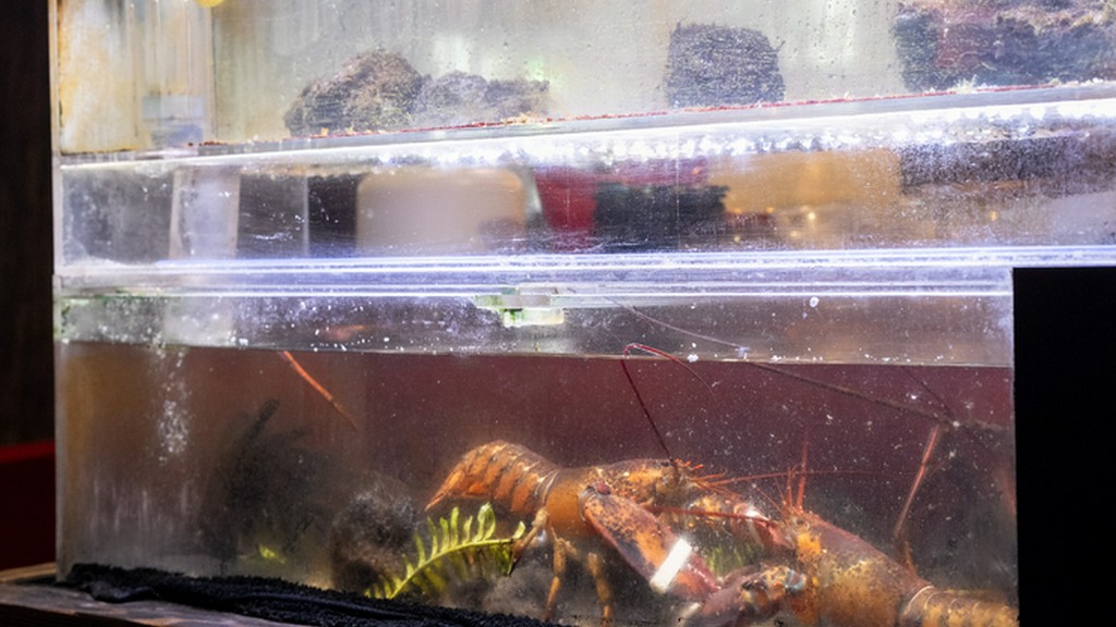 ケースと生け簀にずらり！新鮮さが活きたこだわりのお肉と海鮮類