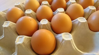 丹波やまぶき卵