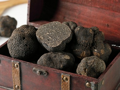 世界初、水素で鮮度保持された新鮮なトリュフを一年中楽しむ