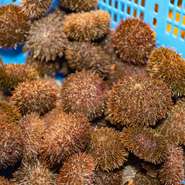 「昌栄丸」で漁師として活躍していた大将が料理人に転身。自らが漁港へと買付けに出かけ、確かな目利きで仕入れた地物鮮魚を浜料理や郷土料理に仕上げています。鮮度と味わいに驚く逸品ばかりです。