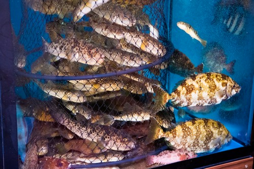 生け簀で元気に泳ぐ、玄界灘の魚