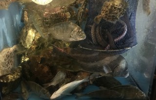 日常では見かけない珍しい魚もございます