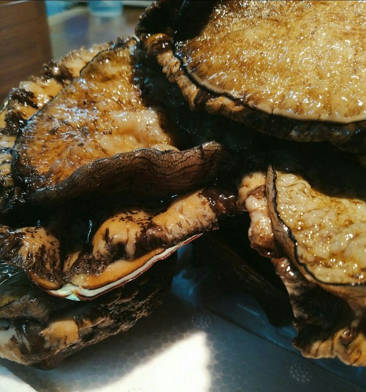 福井県産天然鮑