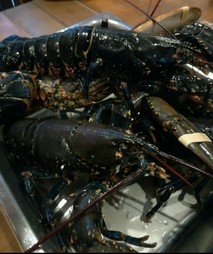 季節の食材を使用した前菜や、活けブルーオマール海老等をお楽しみいただく全9品のランチコースです。