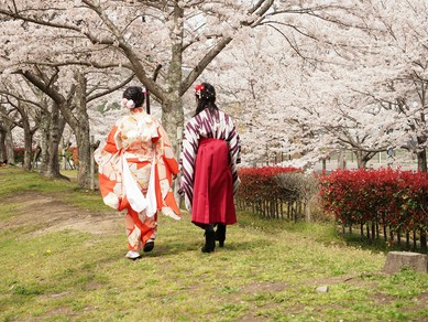 見事な桜並木が車で5分