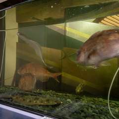 オーダーを受けてから水揚げされるいけすの活魚