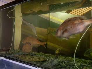 栃木で育まれる農産・畜産物や生け簀の魚貝