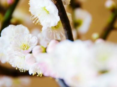 2026年 「盆梅展」のご案内