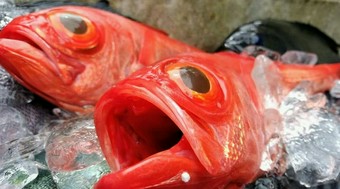 その日その日に仕入れる、旬の魚貝をお楽しみください。