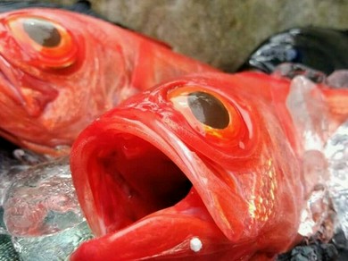 その日その日に仕入れる、旬の魚貝をお楽しみください。