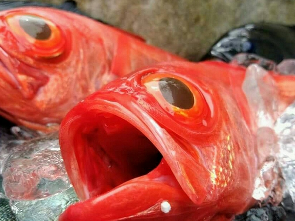 その日その日に仕入れる、旬の魚貝をお楽しみください。