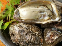 旬の時期しか食べられない夏がき。大きくてクリーミーな身は食べ応えがあります。つるっとした食感を楽しめる季節限定の一品。